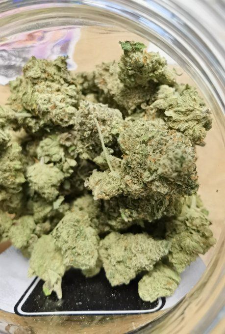 NORTHERN LIGHT