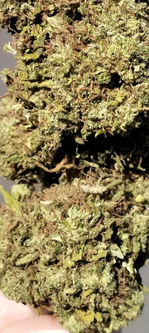 SKUNK