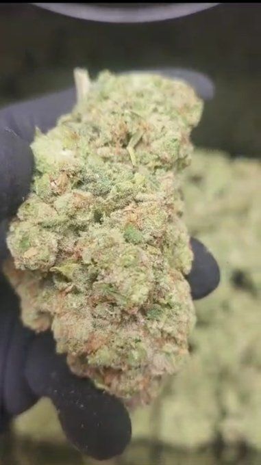 SUPER LEMON FREEZ DRY 